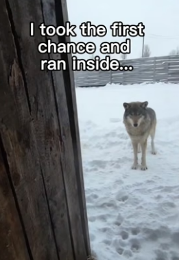 F1506012 Wolf babies! (Part 2)