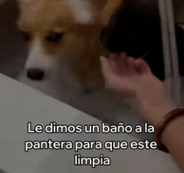 V3006009 Mi Perro Adoptó Una Pantera y Esto Pasó (Part 2)