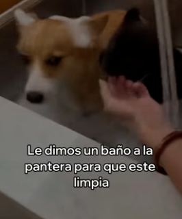 V3006009 Mi Perro Adoptó Una Pantera y Esto Pasó (Part 2)
