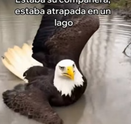 V3006005 Esta Águila Me Pidió Ayuda y Esto Pasó (Part 2)