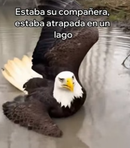 V3006005 Esta Águila Me Pidió Ayuda y Esto Pasó (Part 2)