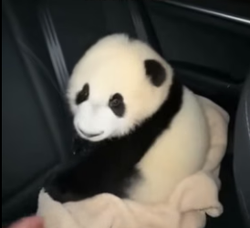 V3006002 Rescaté a Este Oso Panda y Esto Pasó (Part 2)
