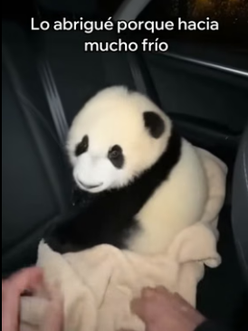 V3006002 Rescaté a Este Oso Panda y Esto Pasó (Part 2)