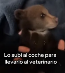 V3006007 Mi Perro Salvó a Este Pequeño Oso (Part 2)
