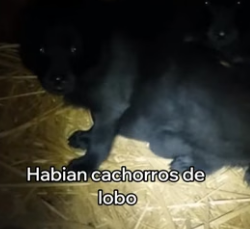 V3006008 Me Encontré Con Estos Lobos En Mi Cobertizo (Part 2)