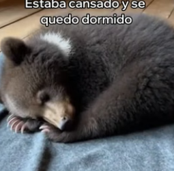 V3006004 Este Oso Se Volvió Mi Mejor Amigo (Part 2)