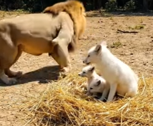 Y1506003 lion SAVED THE Fox From Hyneus (Part 2)