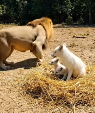 Y1506003 lion SAVED THE Fox From Hyneus (Part 2)