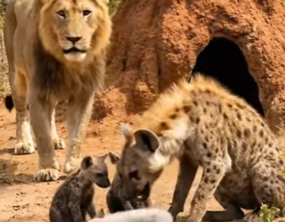 Y1506008 Lion SAVED THE Fox Baby (Part 2)