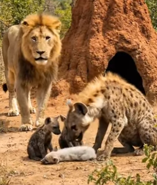 Y1506008 Lion SAVED THE Fox Baby (Part 2)