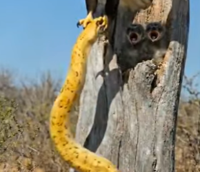 Y1506007 Eagle saves owl Chicks from Snake (Part 2)