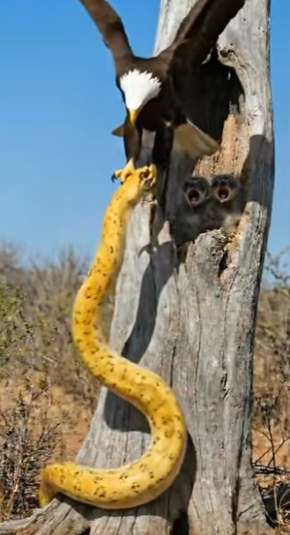 Y1506007 Eagle saves owl Chicks from Snake (Part 2)