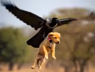 Y1506004 Puppy Saved The chicks (Part 2)