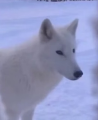 C1106011 I Helped a Wolf Rescue Her Pup-See what Happens Next (Part 2)