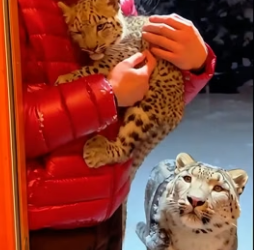 C1306007 When a snow leopard came to my doorstep and asked me to help take care of its child,then (Part 2)