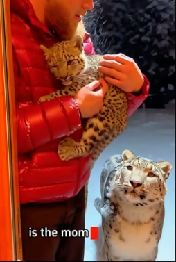 C1306007 When a snow leopard came to my doorstep and asked me to help take care of its child,then (Part 2)