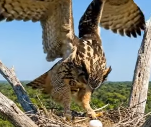Y1506010 Owl Take Revenge From Cat (Part 2)