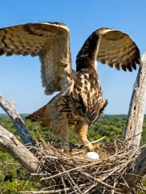Y1506010 Owl Take Revenge From Cat (Part 2)
