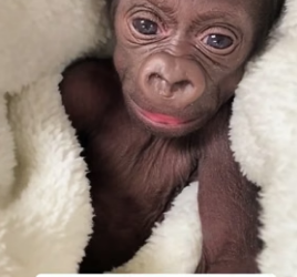 H1506011 We helped a mother gorilla give birth (Part 2)