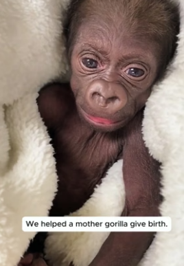 H1506011 We helped a mother gorilla give birth (Part 2)