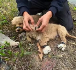 H1506002 Rescue 2 puppies (Part 2)