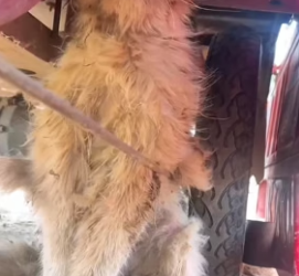 H1506004 A poor cat was being attacked by a pack of dogs, I rescued her and then (Part 2)
