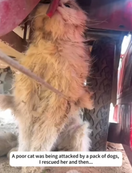 H1506004 A poor cat was being attacked by a pack of dogs, I rescued her and then (Part 2)