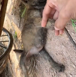 H1506003 Rescued a poor puppy (Part 2)