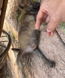 H1506003 Rescued a poor puppy (Part 2)