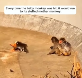 H1506009 The heartbreaking story of a baby monkey abandoned by its mother (Part 2)