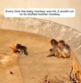 H1506009 The heartbreaking story of a baby monkey abandoned by its mother (Part 2)