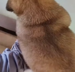 H1506008 Mother dog begs man to save her baby (Part 2)