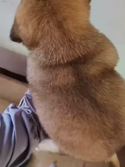 H1506008 Mother dog begs man to save her baby (Part 2)