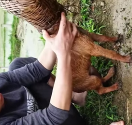 H1506001 Saved a poor puppy (Part 2)