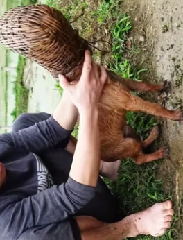 H1506001 Saved a poor puppy (Part 2)