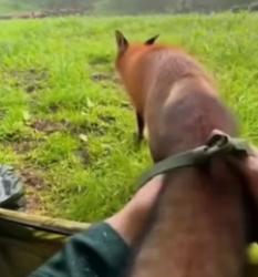 W1306002 That night while camping in the mountains a lost fox wandered into my tent and something magical hap (Part 2)