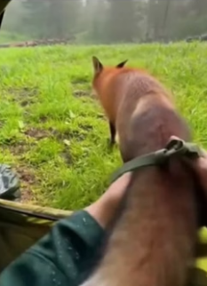 W1306002 That night while camping in the mountains a lost fox wandered into my tent and something magical hap (Part 2)