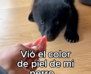 A1506003 Mi Perro Crió A Un Oso❤️ (Part 2)