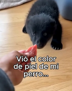 A1506003 Mi Perro Crió A Un Oso❤️ (Part 2)
