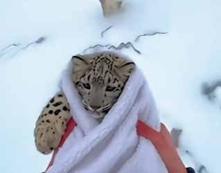 C1306016 I helped a snow leopard that almost drowned , and then… (Part 2)