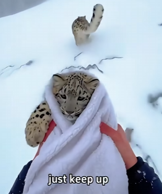 C1306016 I helped a snow leopard that almost drowned , and then… (Part 2)