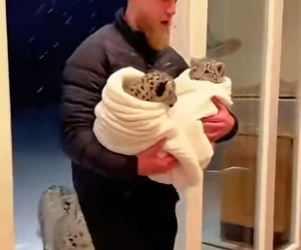 C1306015 After l helped the snow leopard family,something like this happened (Part 2)