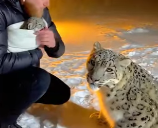C1306017 When I helped the snow leopard couple take care of their newborn weak child,then (Part 2)