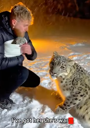 C1306017 When I helped the snow leopard couple take care of their newborn weak child,then (Part 2)