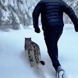 C1306014 When I saved the child of the snow leopard ,and then (Part 2)