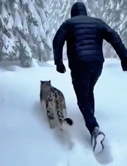 C1306014 When I saved the child of the snow leopard ,and then (Part 2)