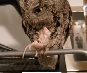 R1606009 A man found an owl trapped in the mud (Part 2)
