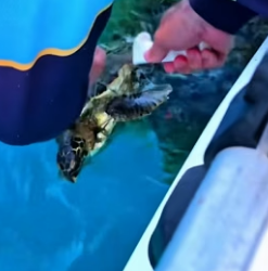 T1606012 Sea Turtle Rescue_ Saving a sea turtle tangled in an abandoned fishing net (Part 2)