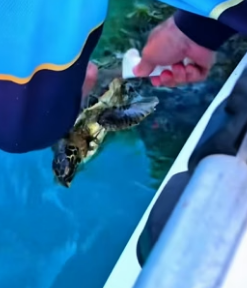 T1606012 Sea Turtle Rescue_ Saving a sea turtle tangled in an abandoned fishing net (Part 2)