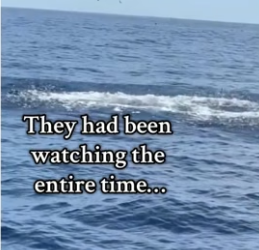 T1606010 Dolphins knew something was up❤️ (Part 2)